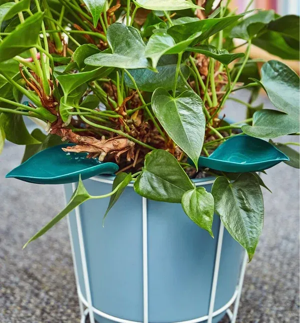 🔥Hot Sale-Watering Leaves💧
