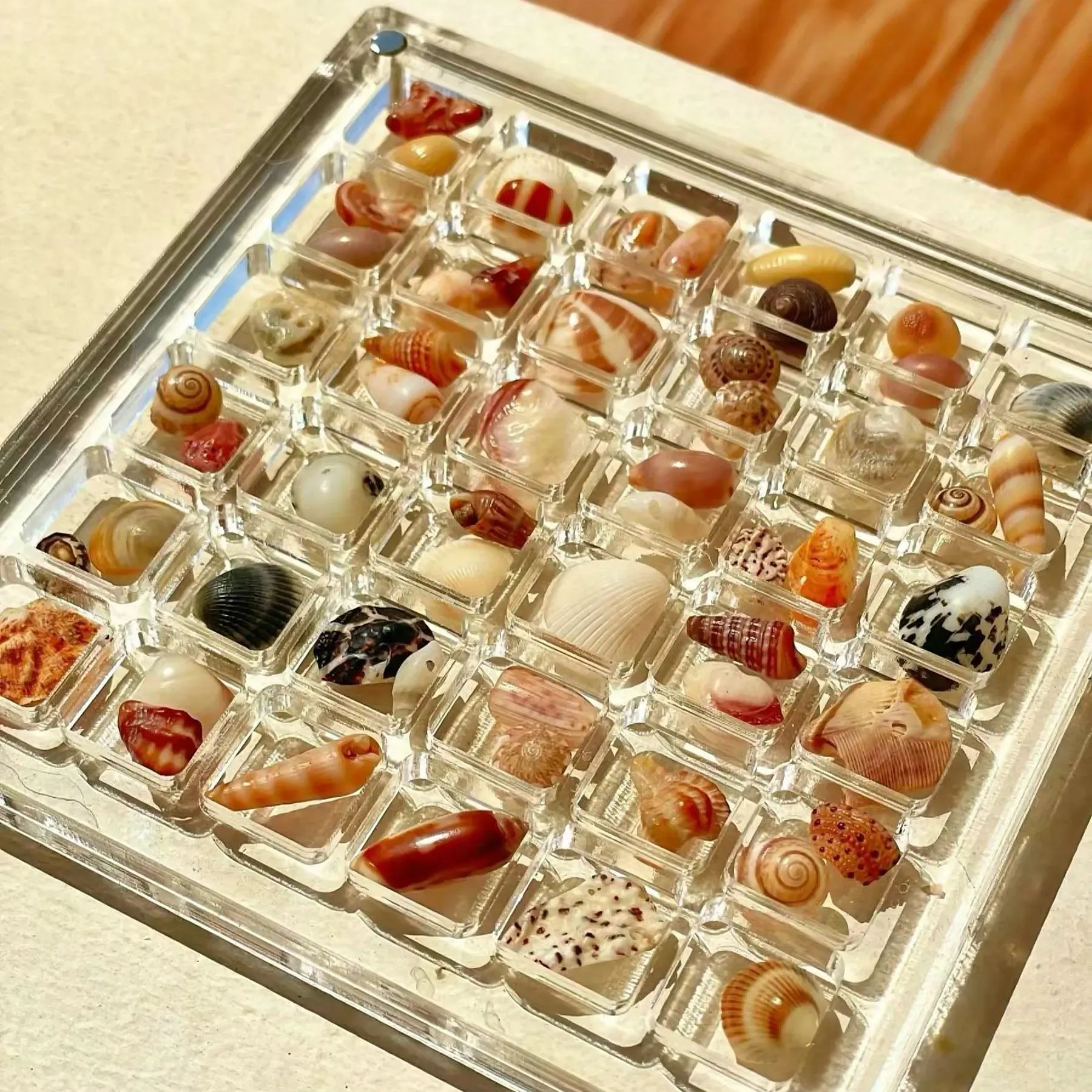 🐚Acrylic Magnetic Seashell Display Box