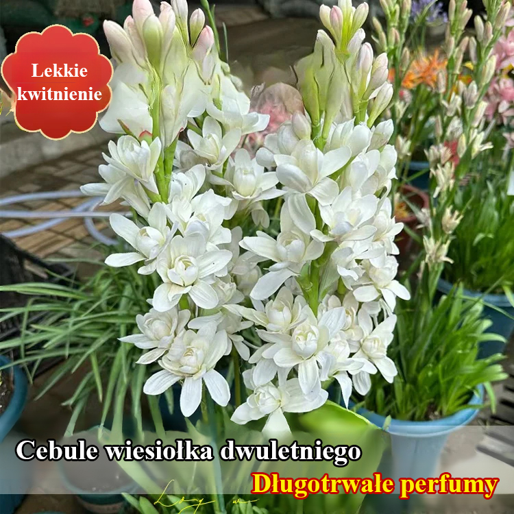 🌸Kwiat bulwy tuberozy — królowa nocy w ogrodzie, jeden kwiat wypełnia cały ogród delikatnym zapachem!