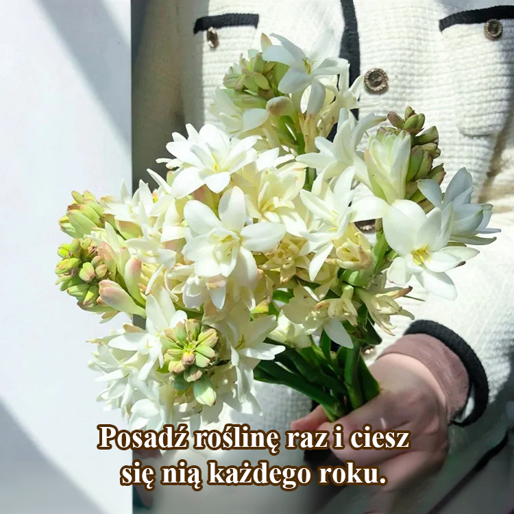 🌸Kwiat bulwy tuberozy — królowa nocy w ogrodzie, jeden kwiat wypełnia cały ogród delikatnym zapachem!