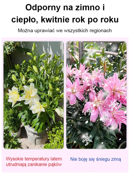 Cebulki lilii Four Seasons💐 Posadź ją śmiało w swoim ogrodzie — sąsiedzi będą zazdrościć! 😍