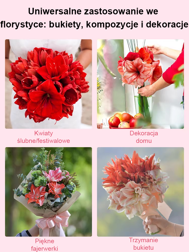 Silnie pachnące, całoroczne, kwitnące cebule amarylisów 🌱🌷 w tym roku zasadzisz jedną cebulę, w przyszłym roku wyrośnie 10 nowych!
