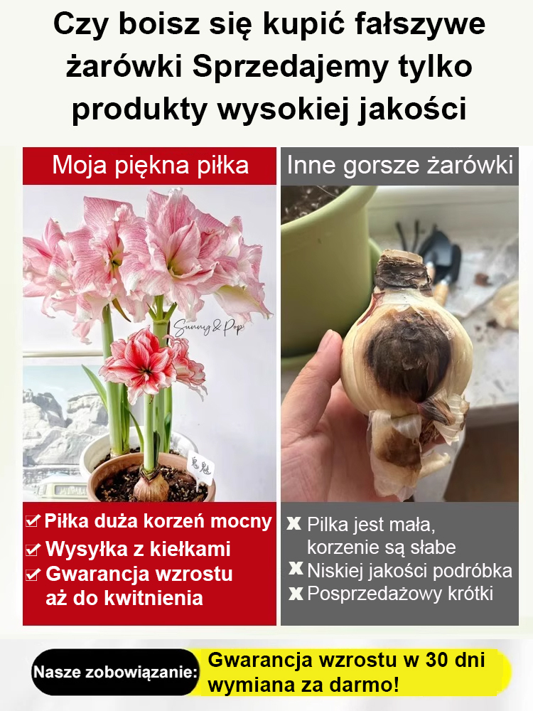 Silnie pachnące, całoroczne, kwitnące cebule amarylisów 🌱🌷 w tym roku zasadzisz jedną cebulę, w przyszłym roku wyrośnie 10 nowych!