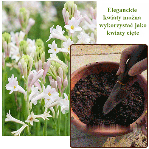 🌸Kwiat bulwy tuberozy — królowa nocy w ogrodzie, jeden kwiat wypełnia cały ogród delikatnym zapachem!