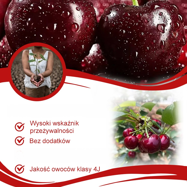 Czereśnia Premium: Owocuje w 3 miesiące! 🍒 Odkryj nową chilijską odmianę premium – idealną do doniczek i ogrodu.