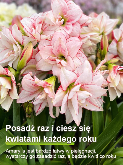 Silnie pachnące, całoroczne, kwitnące cebule amarylisów 🌱🌷 w tym roku zasadzisz jedną cebulę, w przyszłym roku wyrośnie 10 nowych!