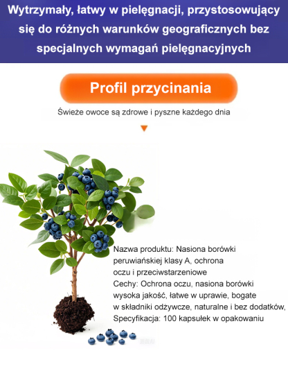 [Ochrona oczu i działanie przeciwstarzeniowe] Peruwiańskie nasiona borówki najwyższej klasy A