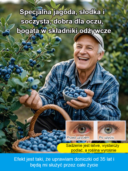 [Ochrona oczu i działanie przeciwstarzeniowe] Peruwiańskie nasiona borówki najwyższej klasy A