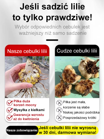 Cebulki lilii Four Seasons💐 Posadź ją śmiało w swoim ogrodzie — sąsiedzi będą zazdrościć! 😍