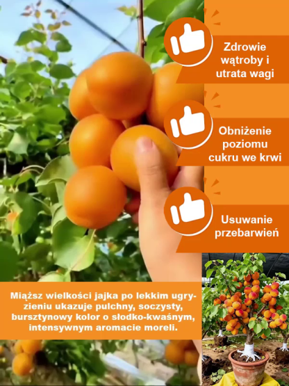 【Duża morela królewska】Sadzonki drzew morelowych o wysokiej wydajności i łatwej pielęgnacji.