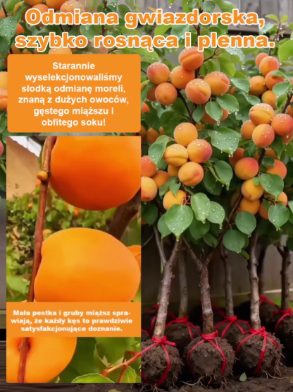 【Duża morela królewska】Sadzonki drzew morelowych o wysokiej wydajności i łatwej pielęgnacji.