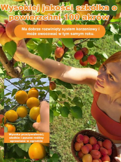 【Duża morela królewska】Sadzonki drzew morelowych o wysokiej wydajności i łatwej pielęgnacji.