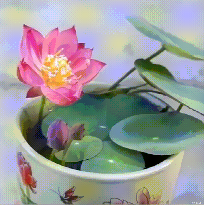 11_09-1.gif