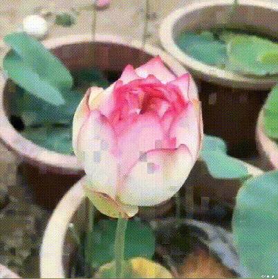 11_03-1.gif