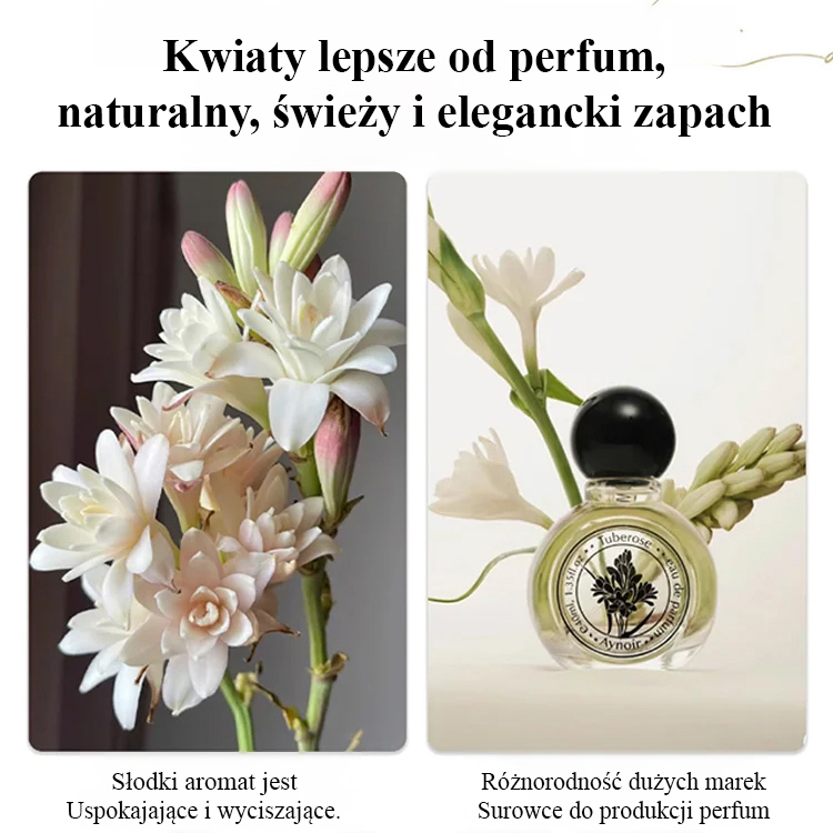 🌸Kwiat bulwy tuberozy — królowa nocy w ogrodzie, jeden kwiat wypełnia cały ogród delikatnym zapachem!