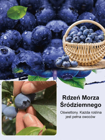 [Ochrona oczu i działanie przeciwstarzeniowe] Peruwiańskie nasiona borówki najwyższej klasy A