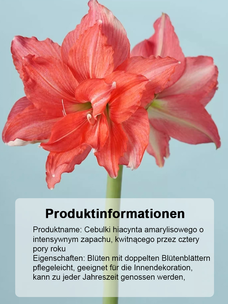 Silnie pachnące, całoroczne, kwitnące cebule amarylisów 🌱🌷 w tym roku zasadzisz jedną cebulę, w przyszłym roku wyrośnie 10 nowych!