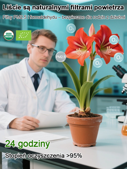 Silnie pachnące, całoroczne, kwitnące cebule amarylisów 🌱🌷 w tym roku zasadzisz jedną cebulę, w przyszłym roku wyrośnie 10 nowych!