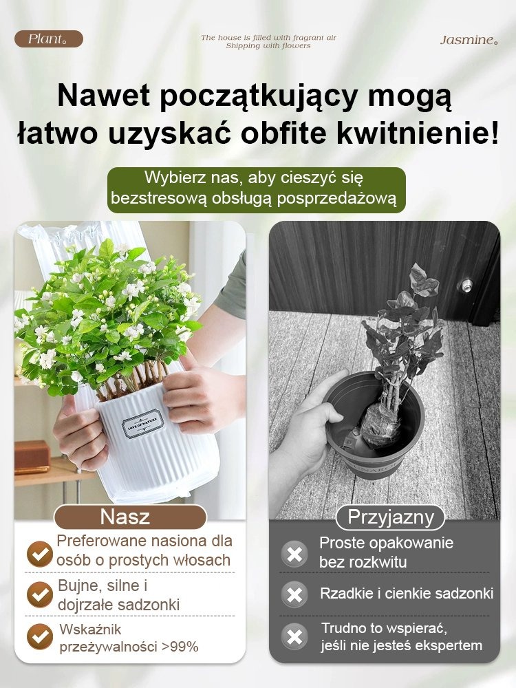 Twój ogród w zapachu najdroższych perfum! 🌸✨【Pachnidło Ogrodu】Nasiona jaśminu o intensywnym zapachu i pełnych kwiatach