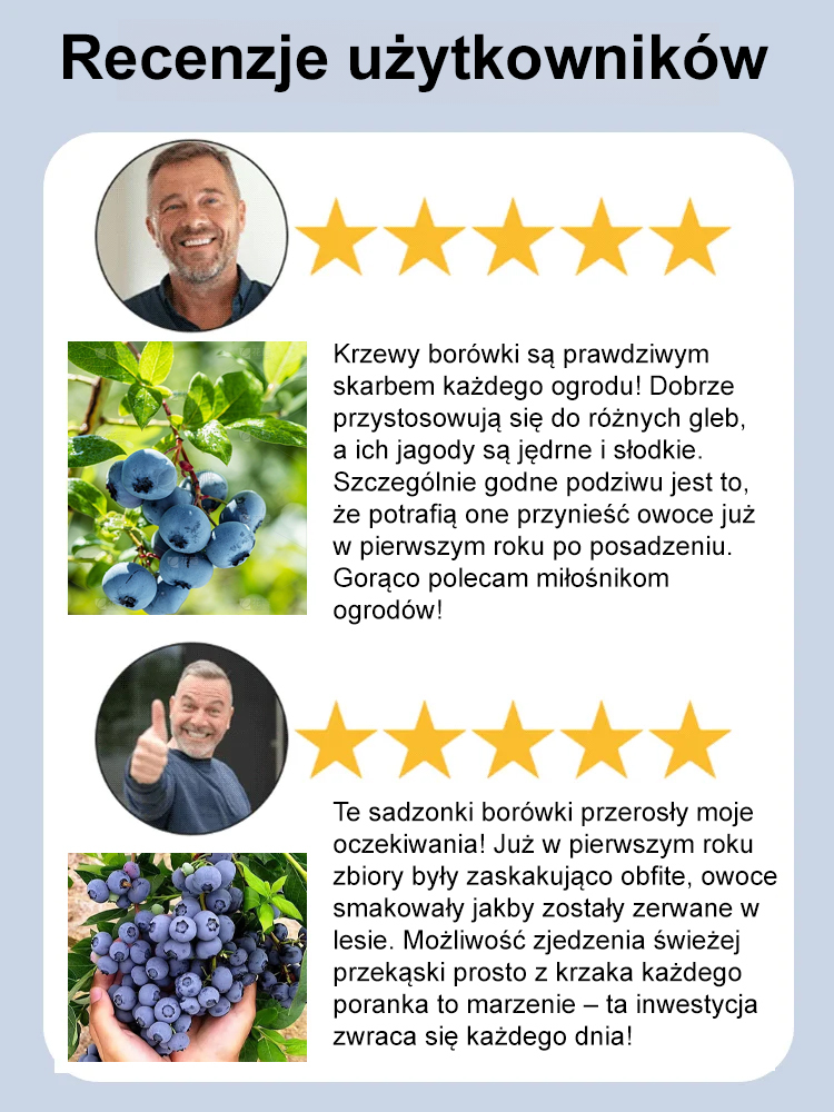 [Ochrona oczu i działanie przeciwstarzeniowe] Peruwiańskie nasiona borówki najwyższej klasy A
