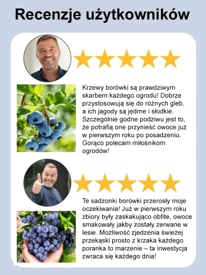 [Ochrona oczu i działanie przeciwstarzeniowe] Peruwiańskie nasiona borówki najwyższej klasy A