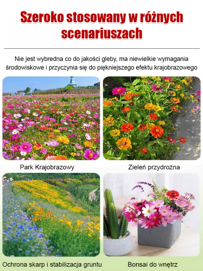 🌸🌸Cztery pory roku kwitnienia - mieszanka nasion kwiatów