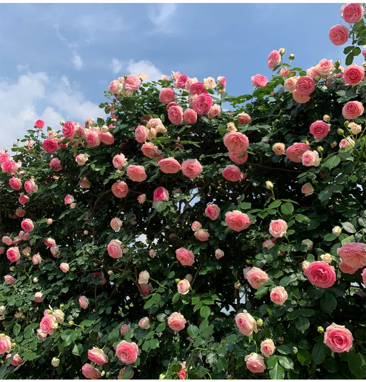 未标题-1_20.jpg