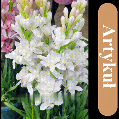 🌸Kwiat bulwy tuberozy — królowa nocy w ogrodzie, jeden kwiat wypełnia cały ogród delikatnym zapachem!