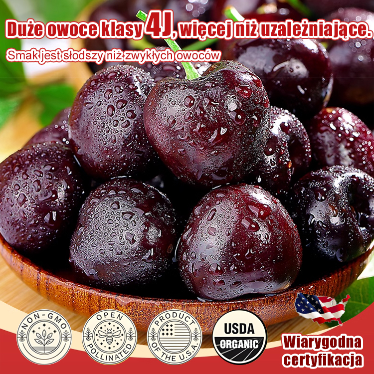 Czereśnia Premium: Owocuje w 3 miesiące! 🍒 Odkryj nową chilijską odmianę premium – idealną do doniczek i ogrodu.