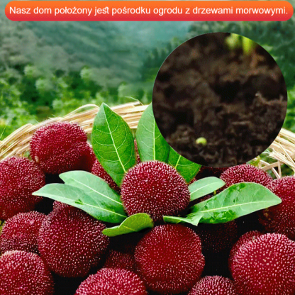 Domowy ogród sadzenie nasion śliwki Dongkui