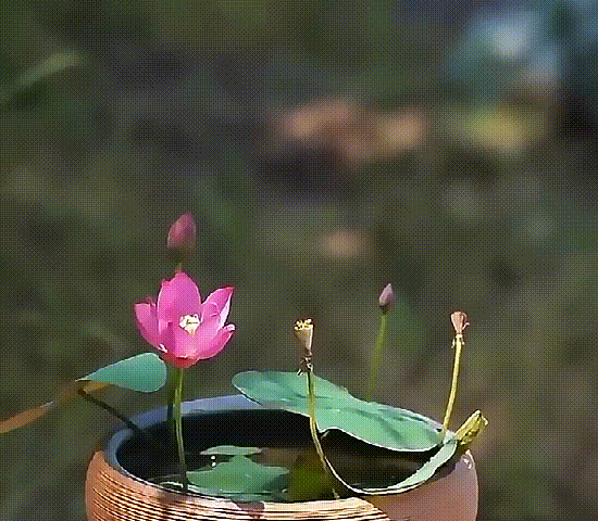 11_05-1.gif