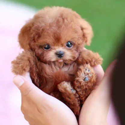 🐶🌭My Realistic Robot Puppy - Walks, barks, and wags its tail—just like the real thing!