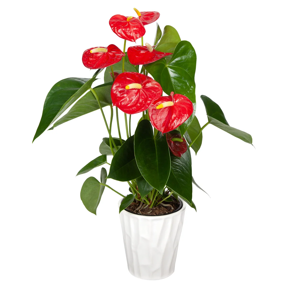Anthurium in Ceramic Pot