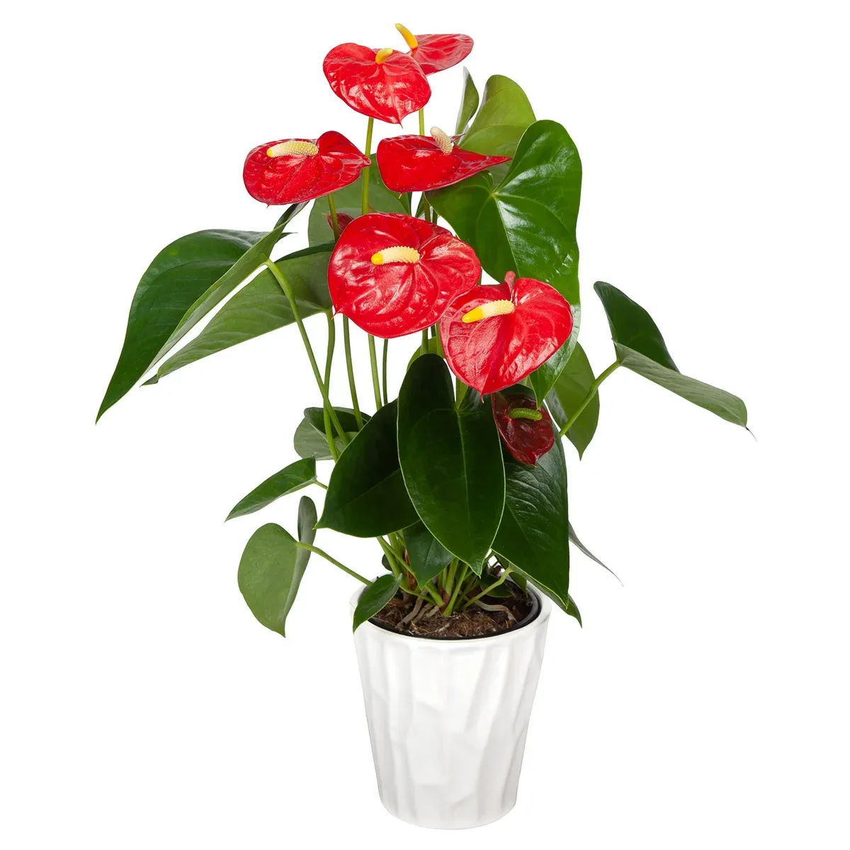 Anthurium in Ceramic Pot