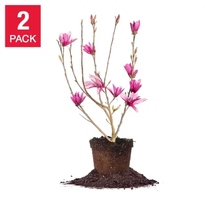 Magnolia Tree 3 Gallon, 2-pack