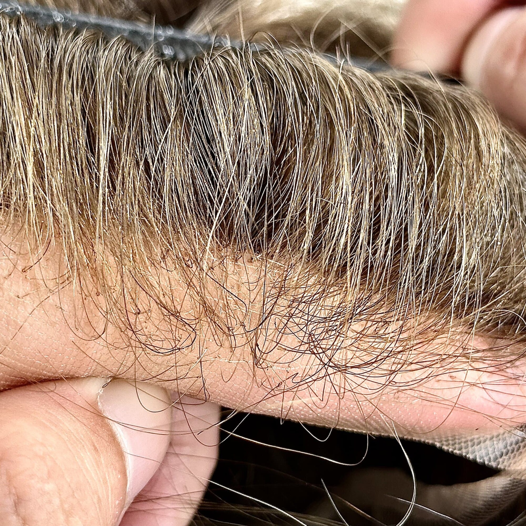 Wholesale Q6 style men's toupee French Lace with Thin Skin | Guloor Hair