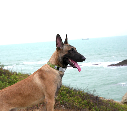 Truelove High Quality Multifunctional Personalized Dog Collar Soft Pet Collar Tactical (TLC5611)