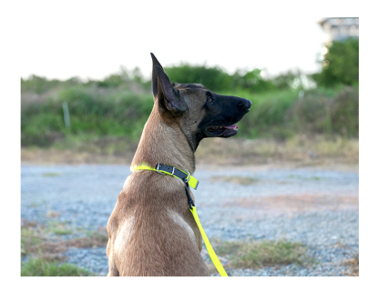 Truelove Reflective Waterproof Dog Collar: Safety and Comfort (TLC5521)