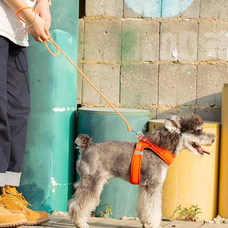 Truelove Durable and Convenient Dog Rope Leash (TLL2576)