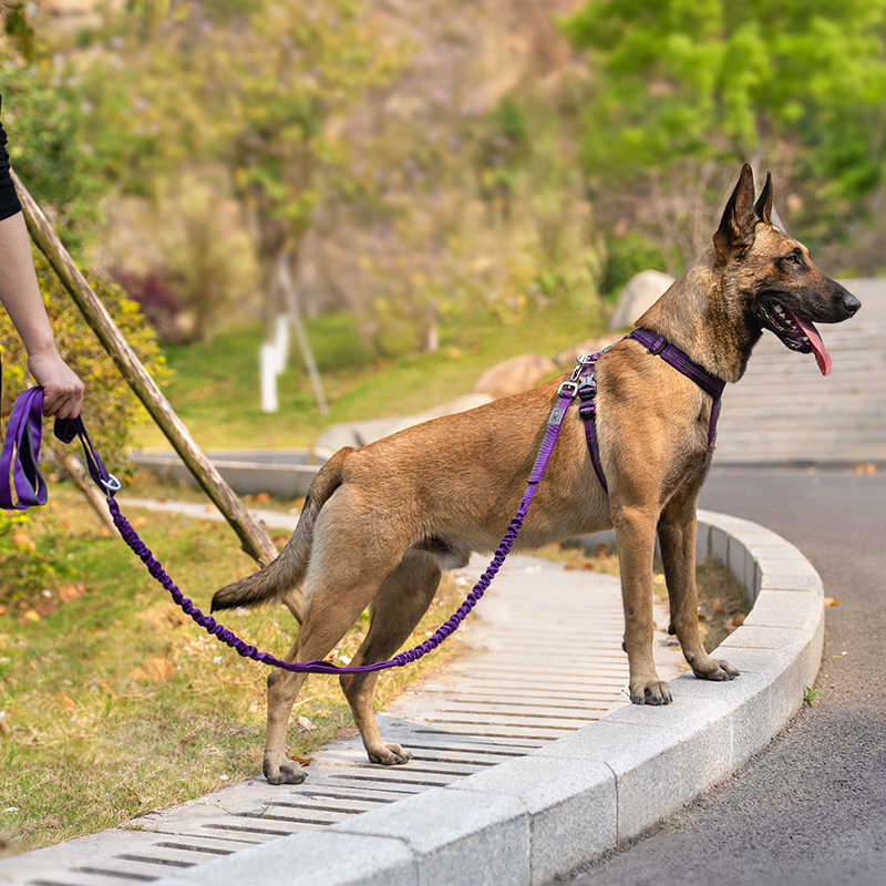 Winhyepet Multi-function bungee dog leash (YL1833)