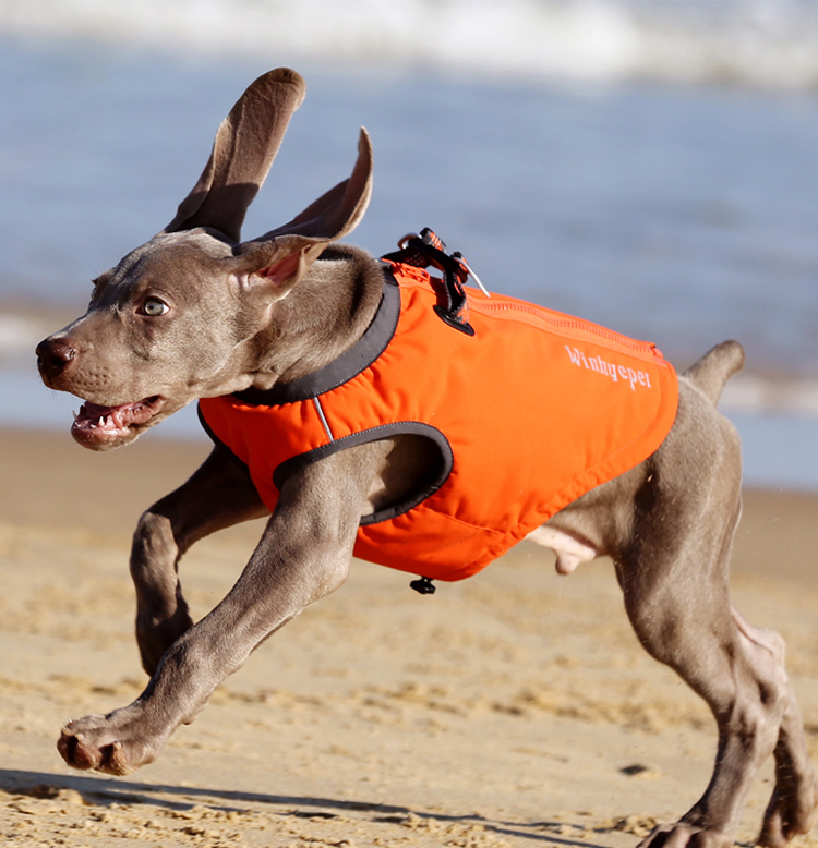 Winhyepet Premium Waterproof Winter Coat (YG1871)