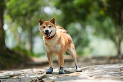 Truelove Anti-Slip Dog Shoe with Hook&Loop Design (TLS3961)