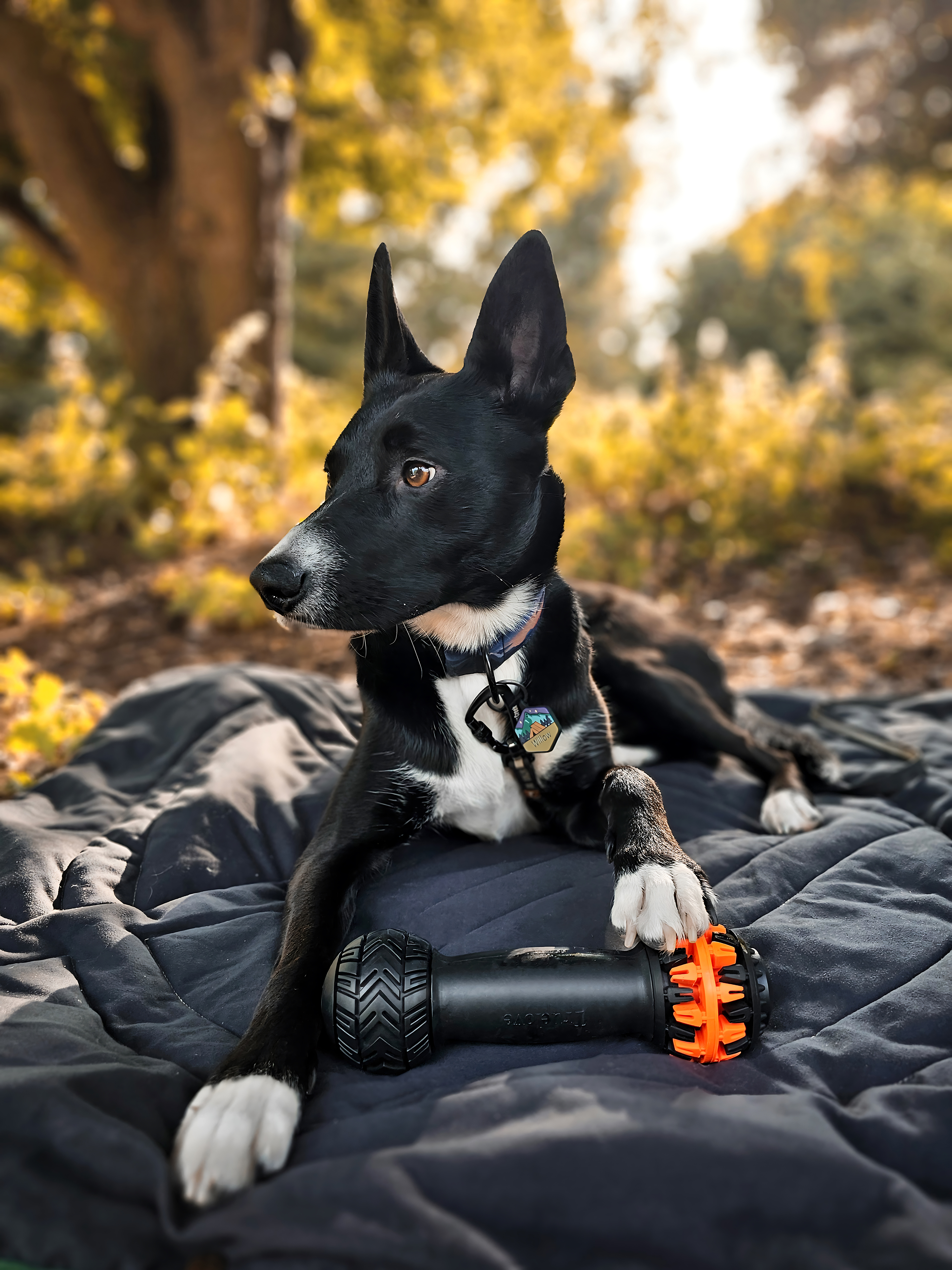 Truelove Engaging Play Non-Toxic Treat Dispenser with Rotating End (TLT2606)