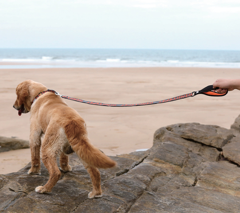 Winhyepet Multi-handle dog leash with reflective (YL1832)