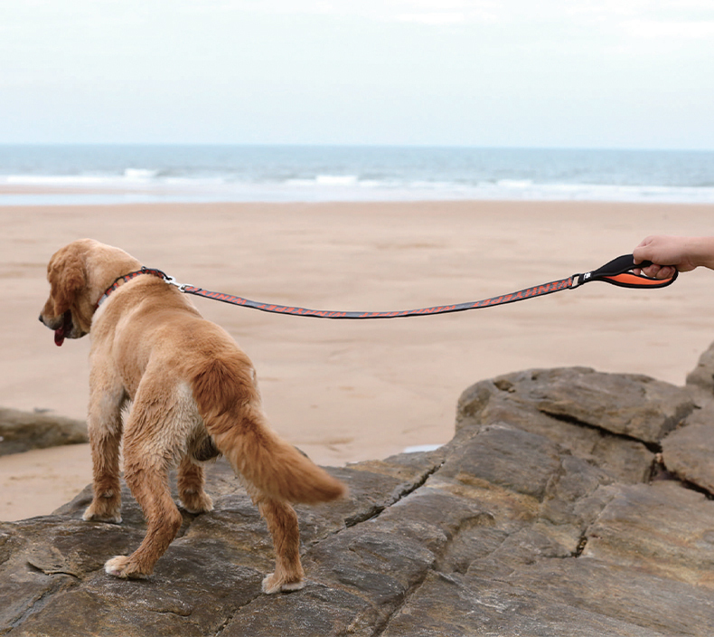 Winhyepet Multi-handle dog leash with reflective (YL1832)