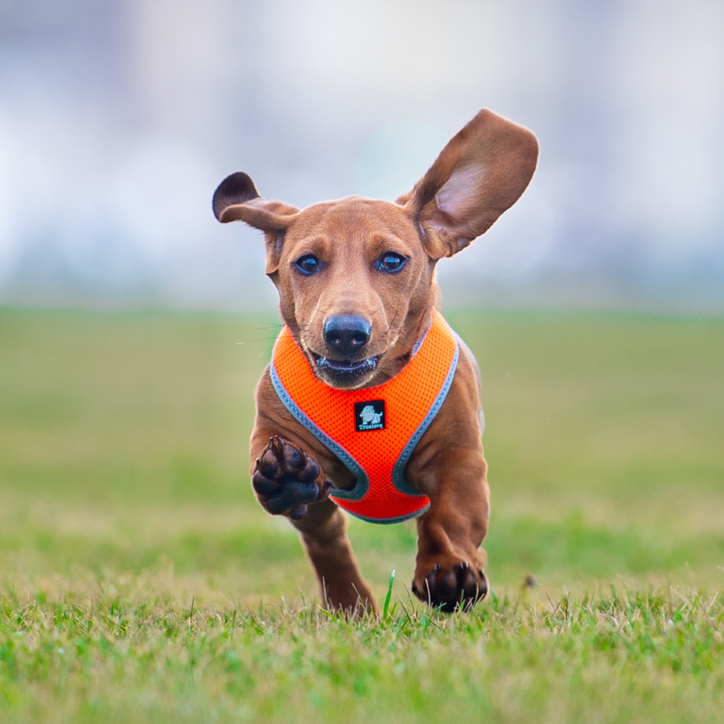 Truelove Comfortable Soft Breathable Pet Vest (TLH1911)