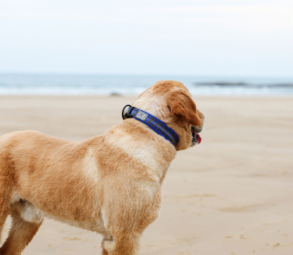 Winhyepet Neoprene Padded Dog Collar (YC1854)