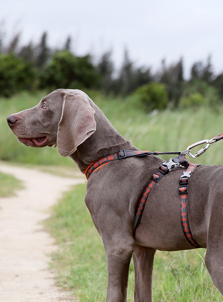 Winhyepet Double H Trail Runner Harness (YH1804)