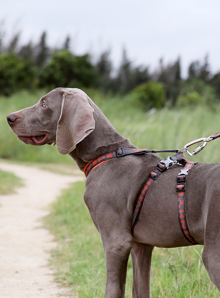 Winhyepet Double H Trail Runner Harness (YH1804)