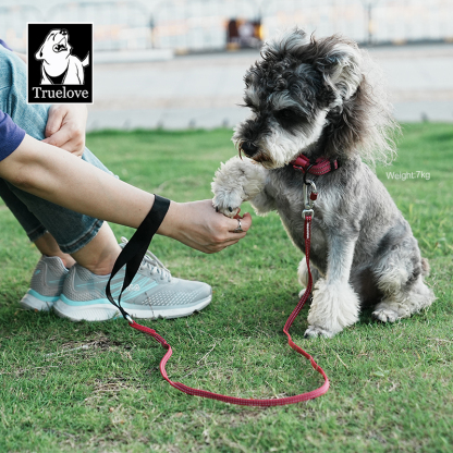 Truelove’s Reflective Lightweight Leash: Nighttime Safety, Daytime Convenience (TLL2772)